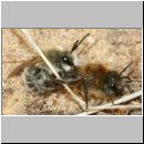 Colletes cunicularius - Weiden-Seidenbiene 15 13mm.jpg